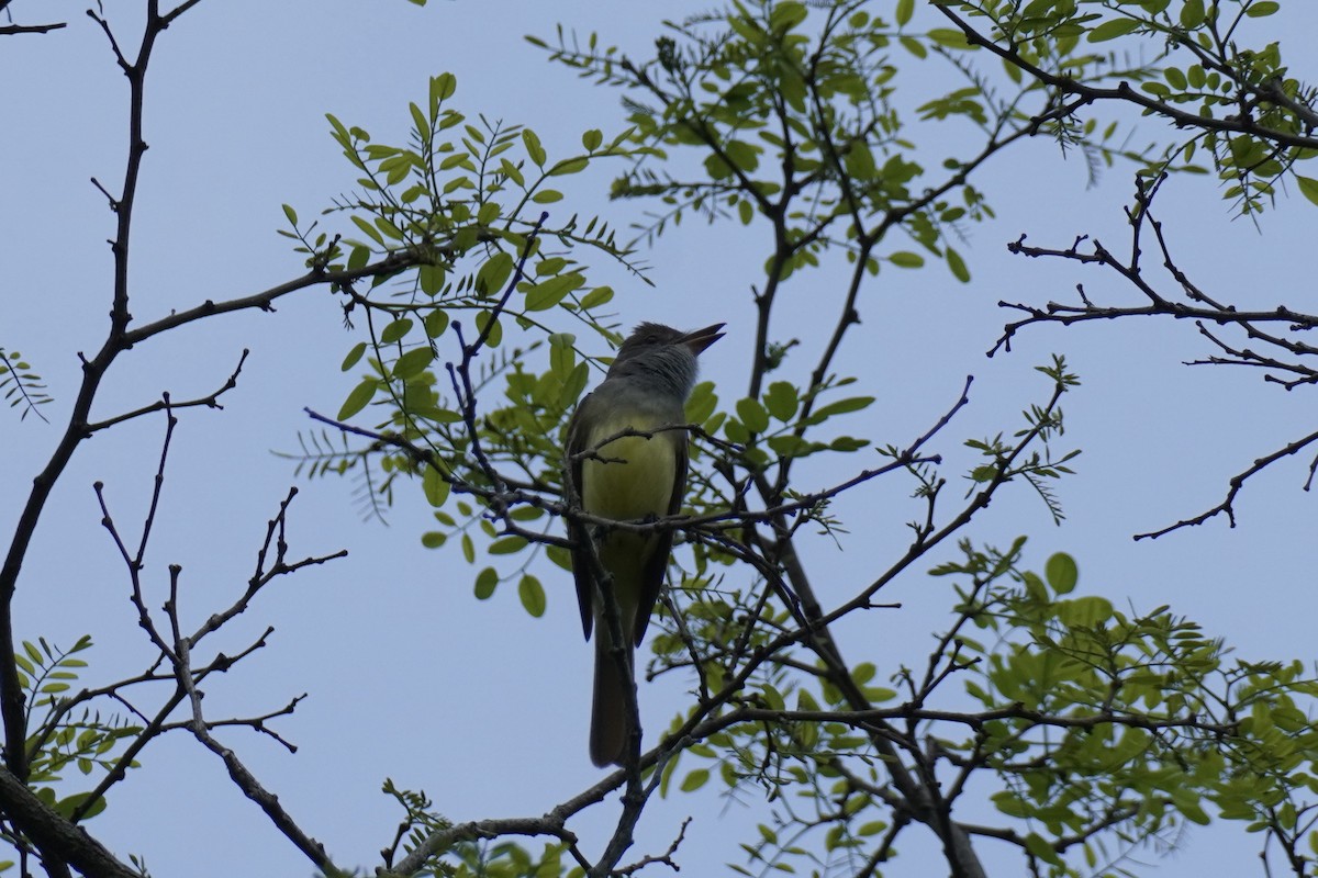 Great Crested Flycatcher - Courtney Englar