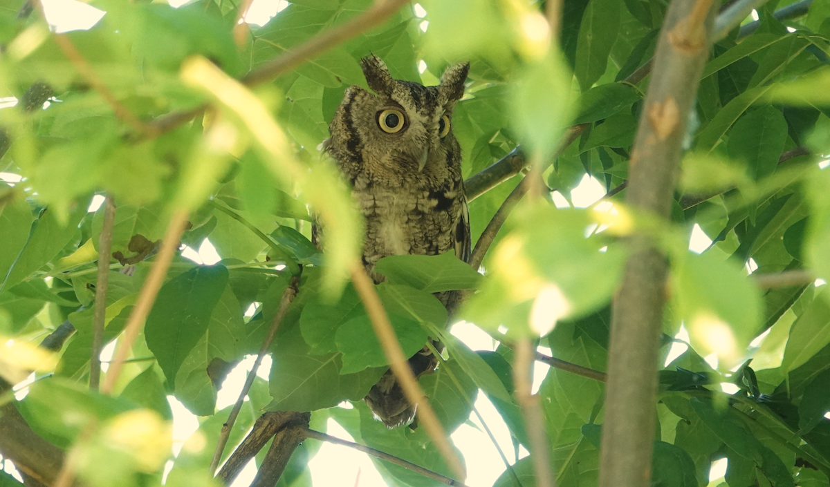 Eastern Screech-Owl - William Boyes