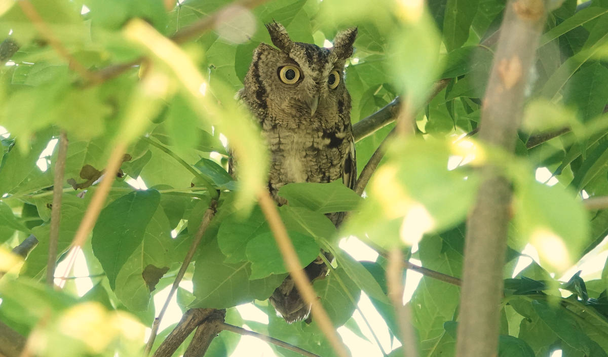 Eastern Screech-Owl - William Boyes