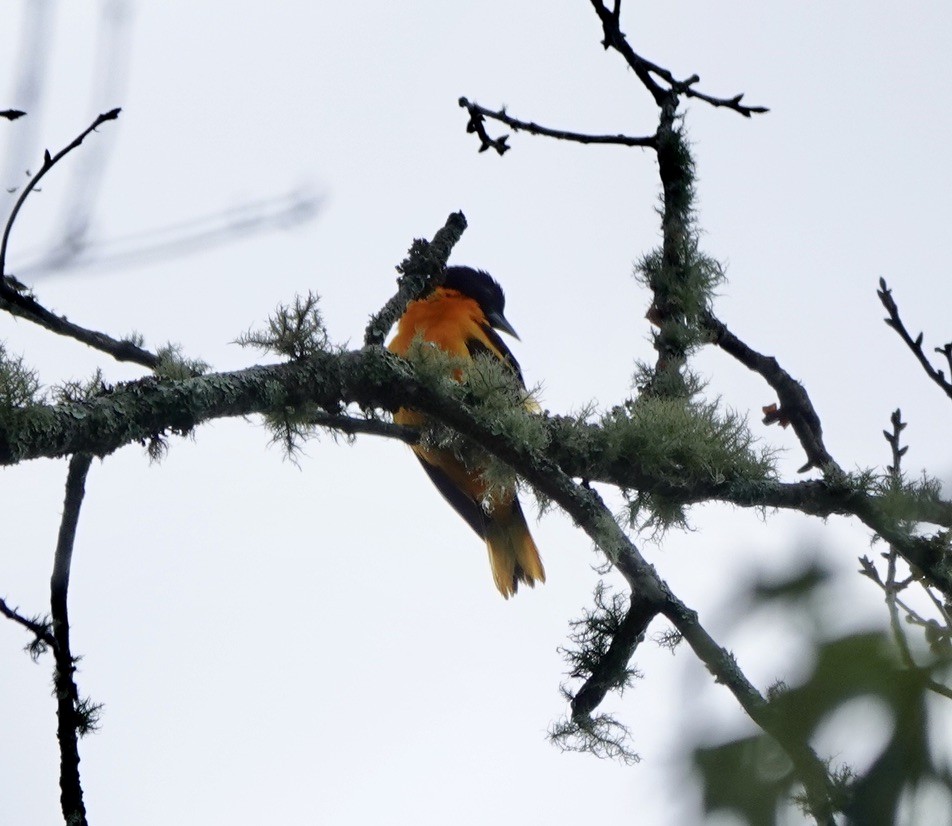 Baltimore Oriole - Michael Plauché