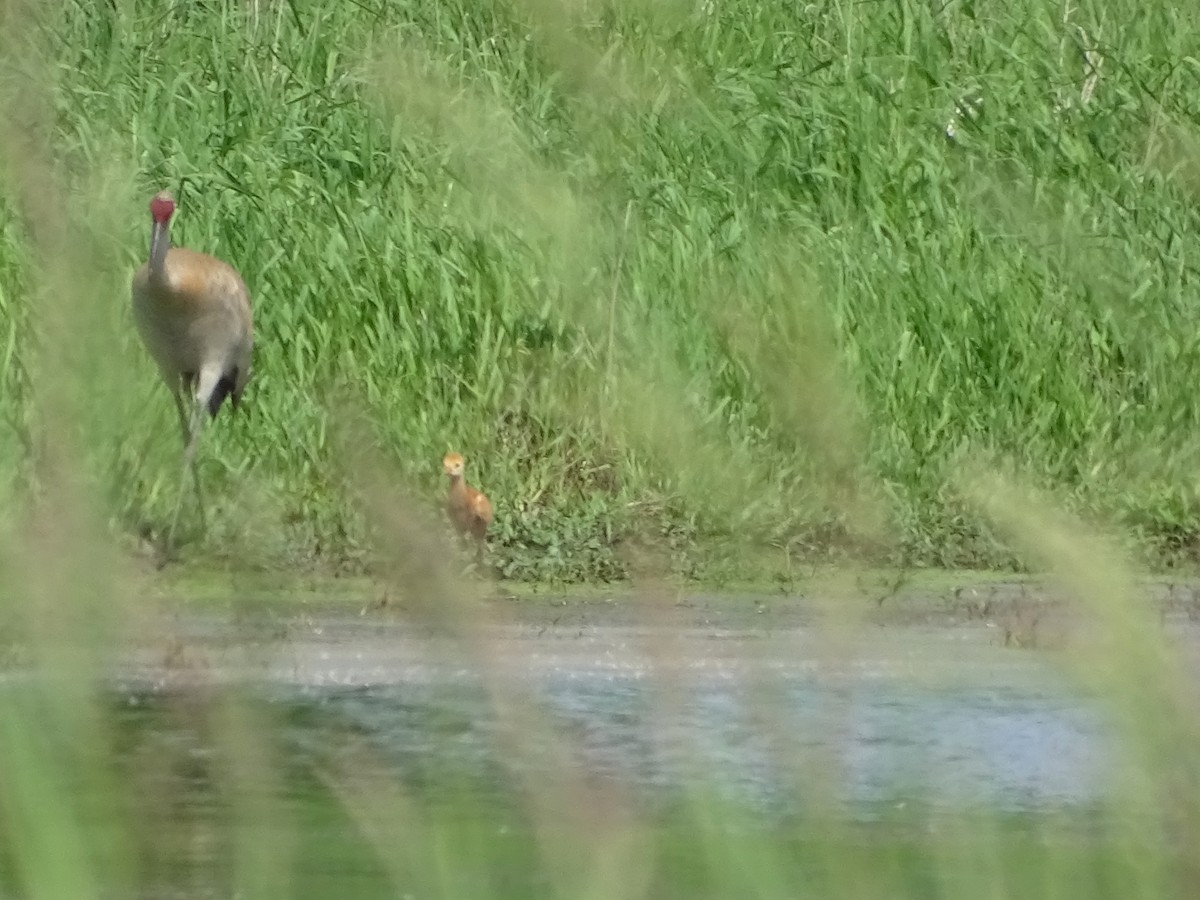 Sandhill Crane - Su Snyder