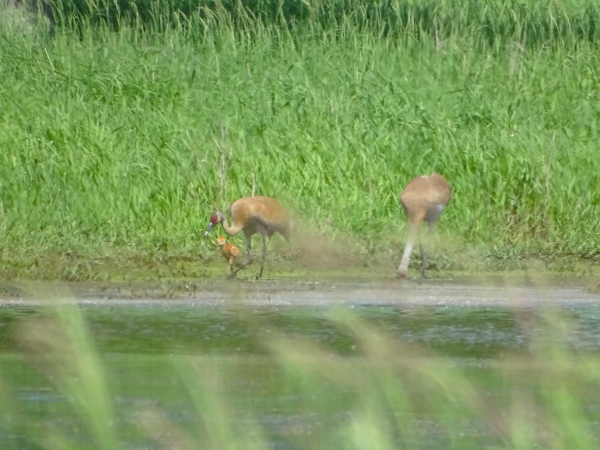 Sandhill Crane - Su Snyder