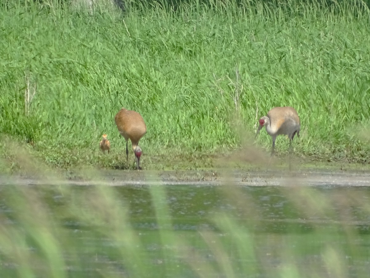 Sandhill Crane - Su Snyder