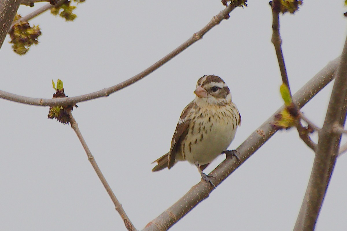 Rose-breasted Grosbeak - Rick Beaudon