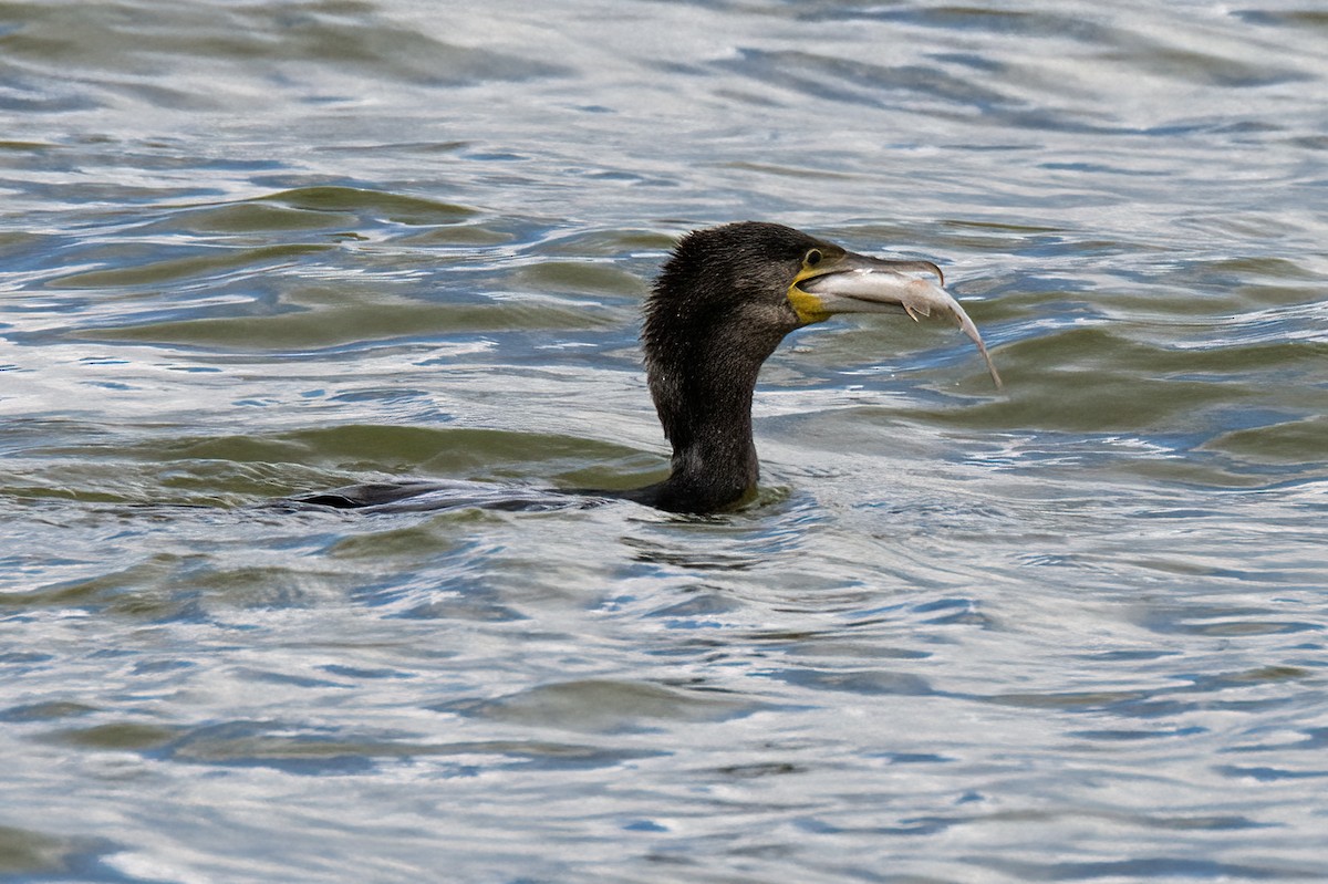 Great Cormorant - Valery Treitsiak