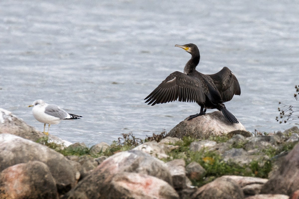 Great Cormorant - Valery Treitsiak