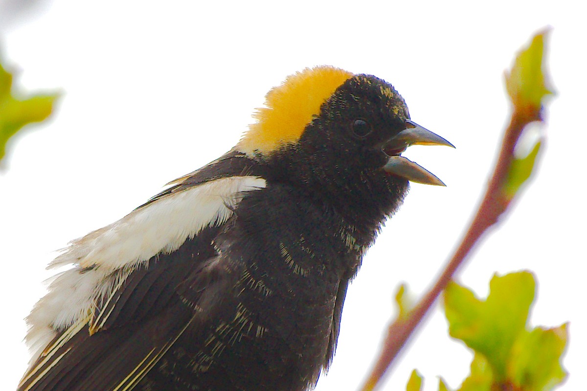 Bobolink - Rick Beaudon