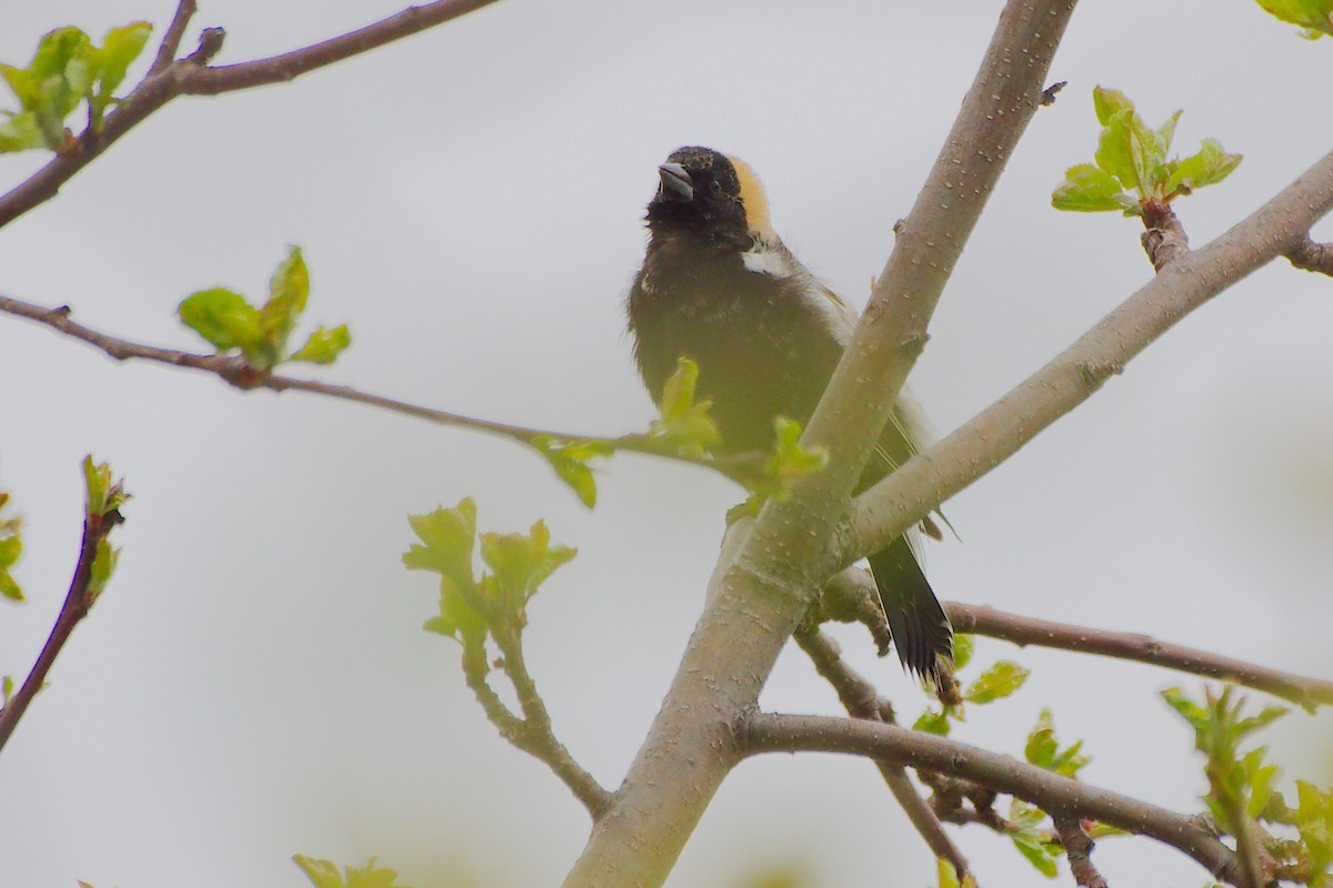 Bobolink - Rick Beaudon