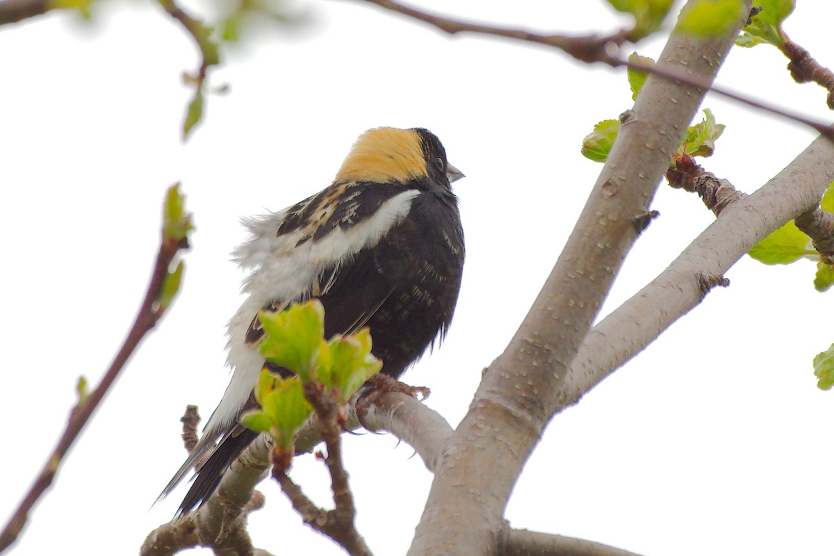 Bobolink - Rick Beaudon