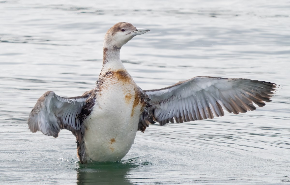 loon sp. - Mark Chappell