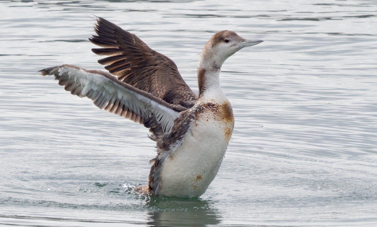 loon sp. - Mark Chappell