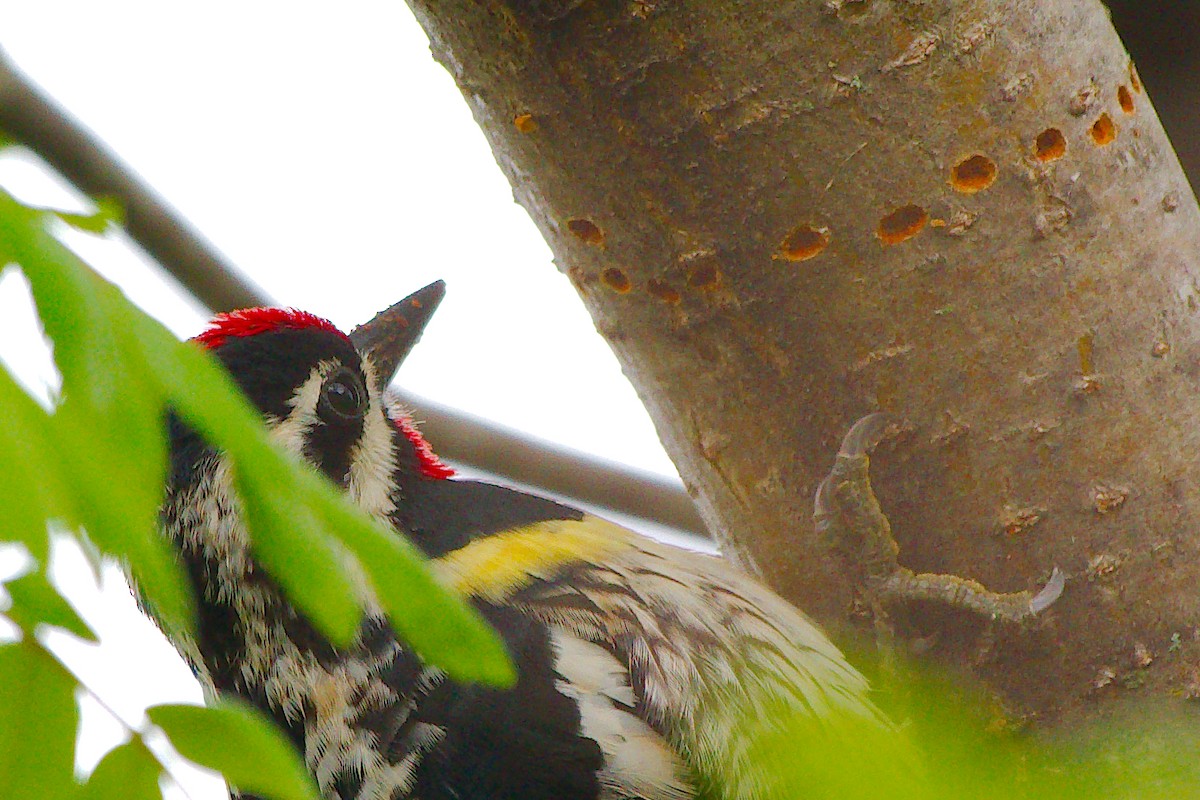 Yellow-bellied Sapsucker - Rick Beaudon