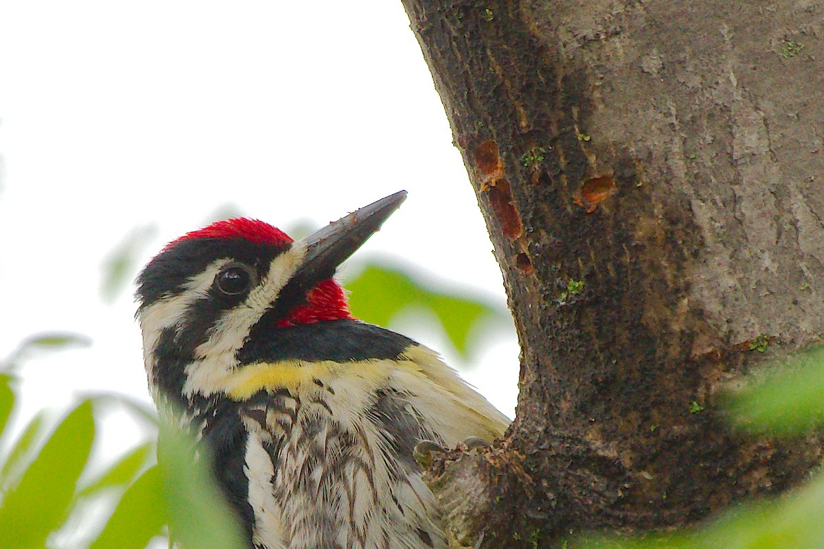 Yellow-bellied Sapsucker - Rick Beaudon