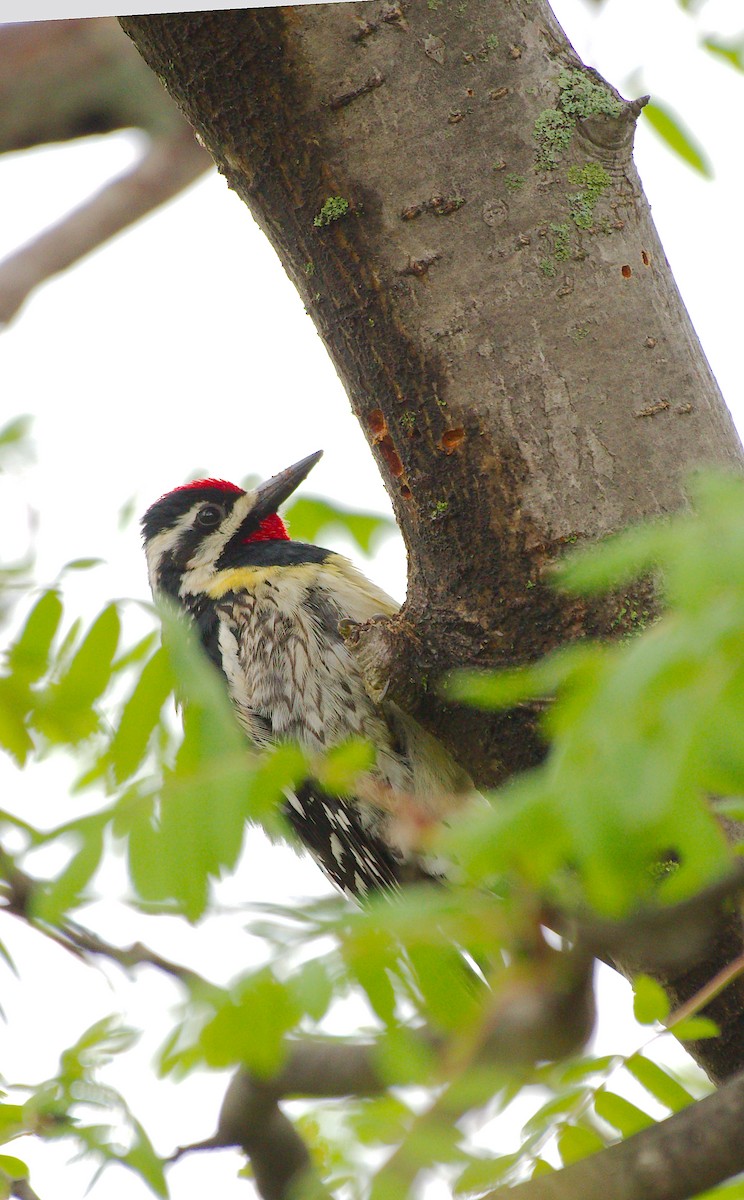 Yellow-bellied Sapsucker - Rick Beaudon