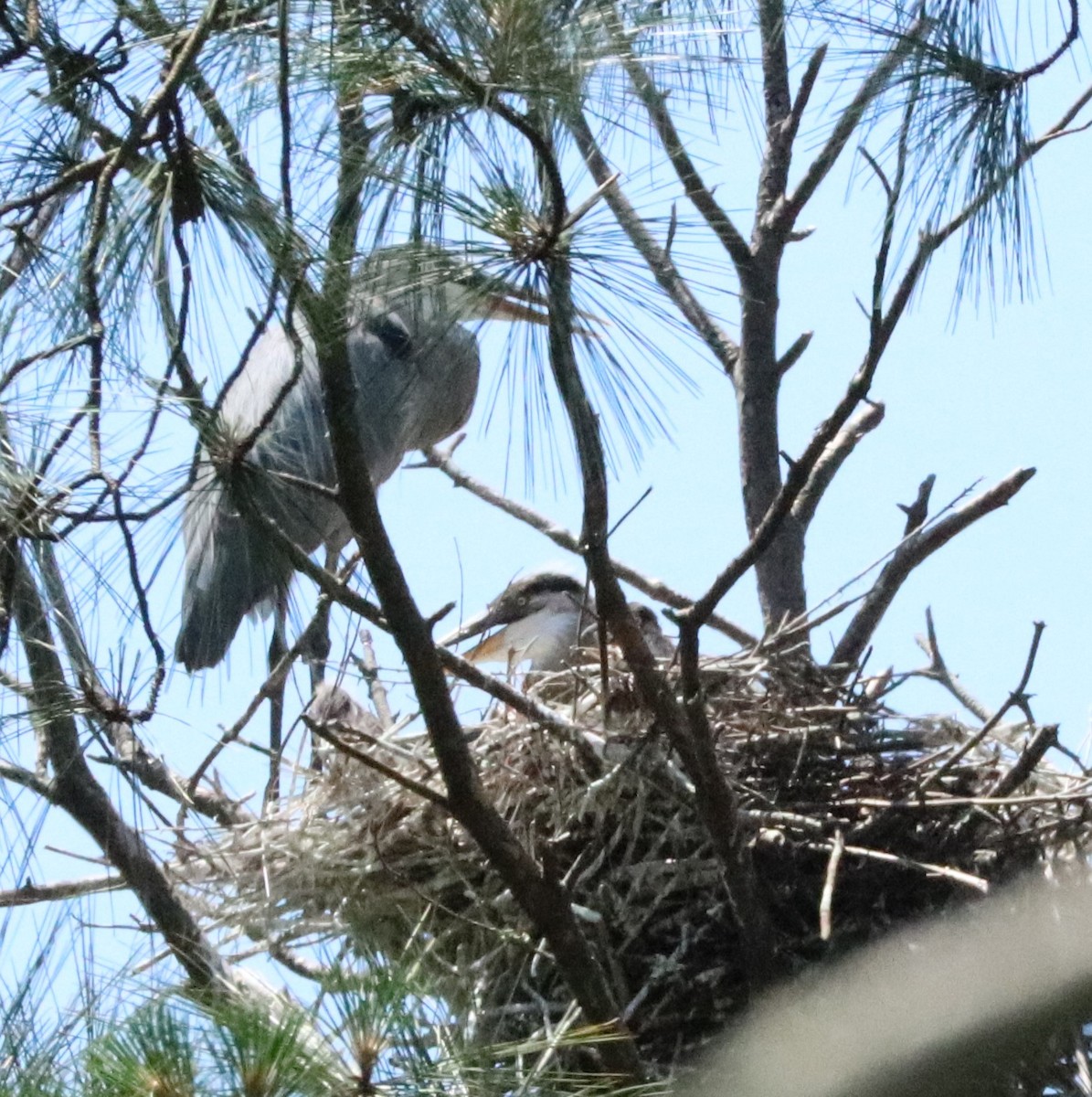 Great Blue Heron - Kathy Isaacs