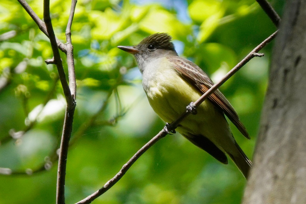 Great Crested Flycatcher - Louise Courtemanche 🦅