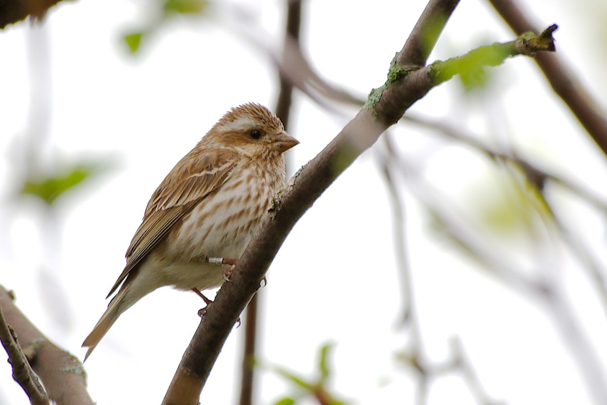 Purple Finch - Rick Beaudon