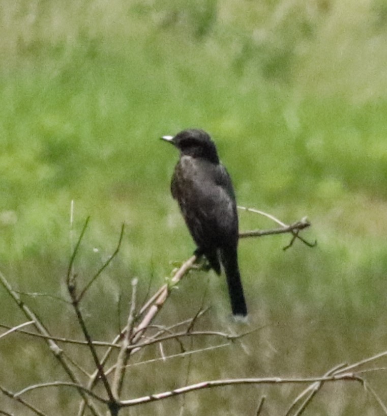 Eastern Kingbird - Kathy Isaacs