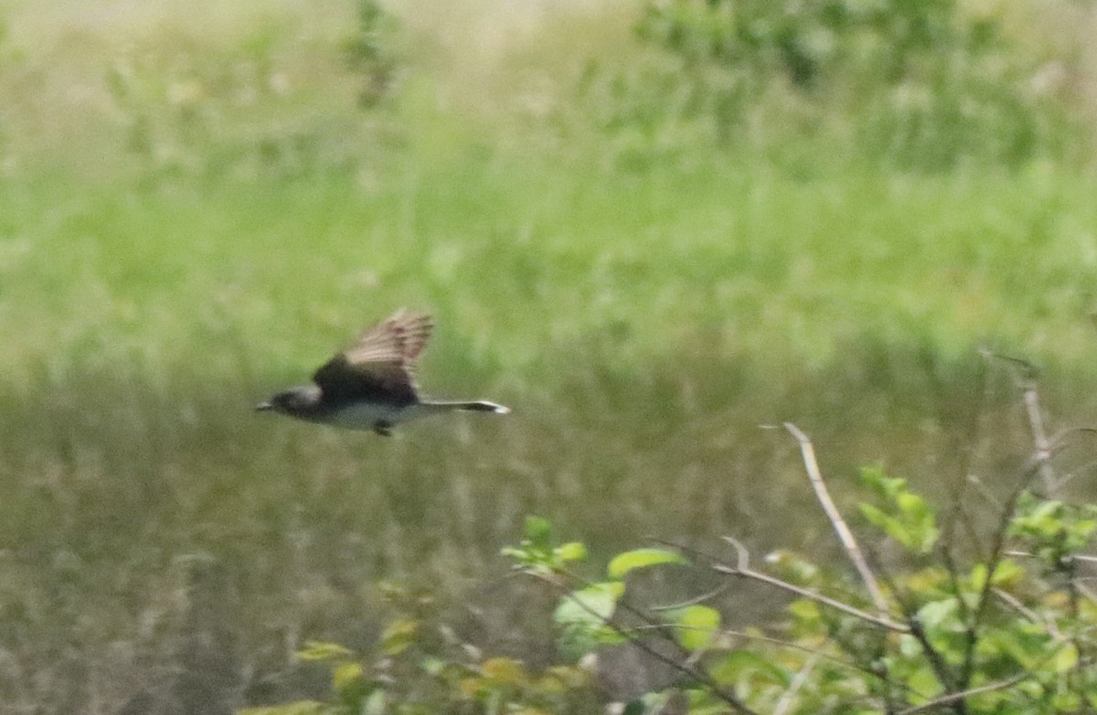 Eastern Kingbird - ML619534235