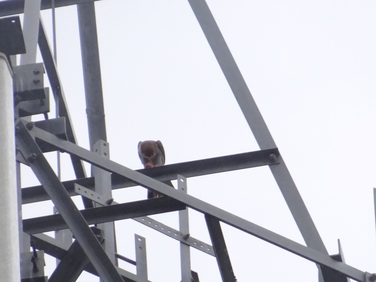 Red-necked Falcon - Gopi anan