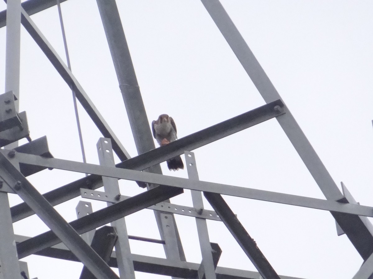 Red-necked Falcon - Gopi anan