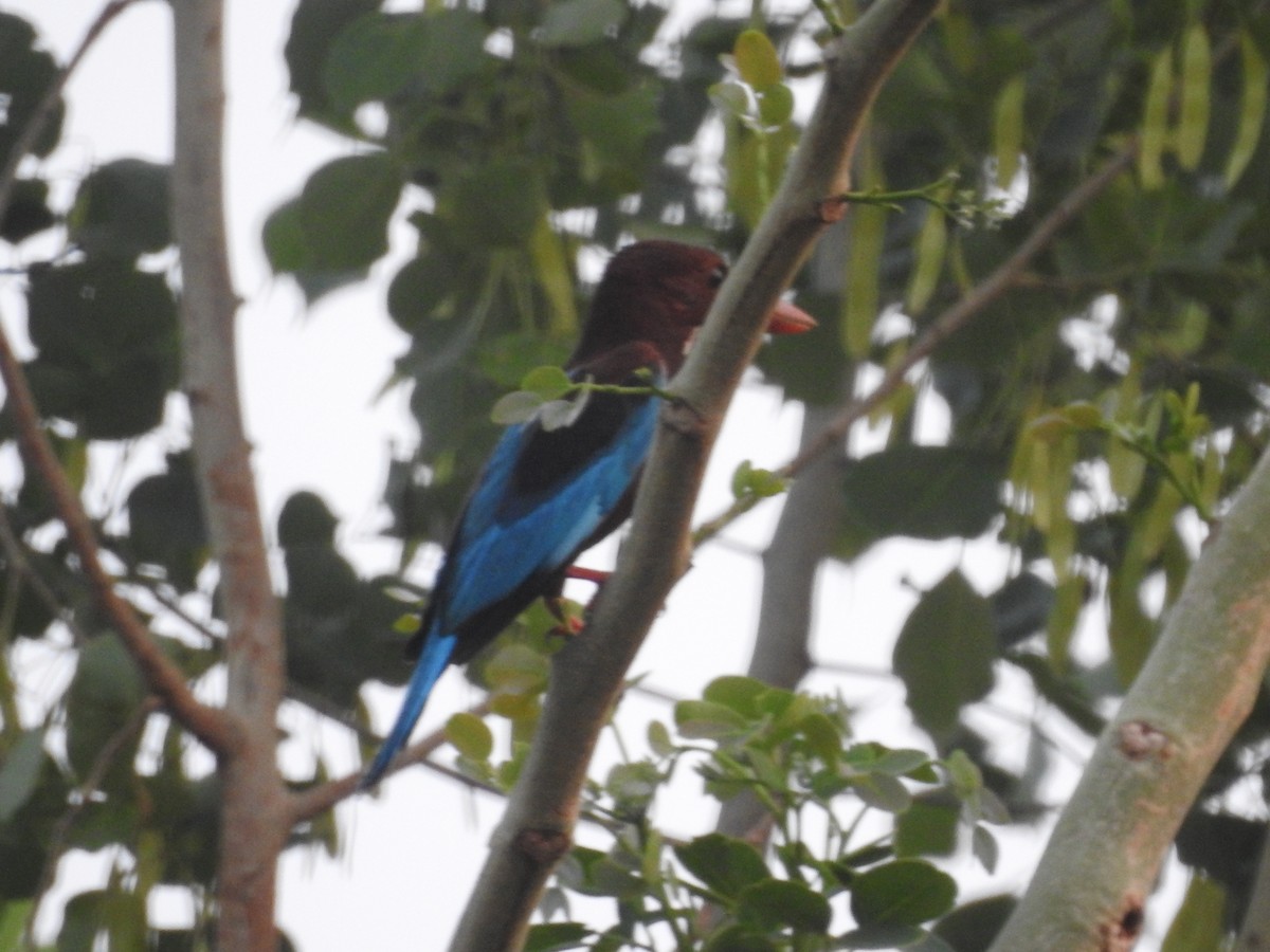 White-throated Kingfisher - Bhavuk Vijay