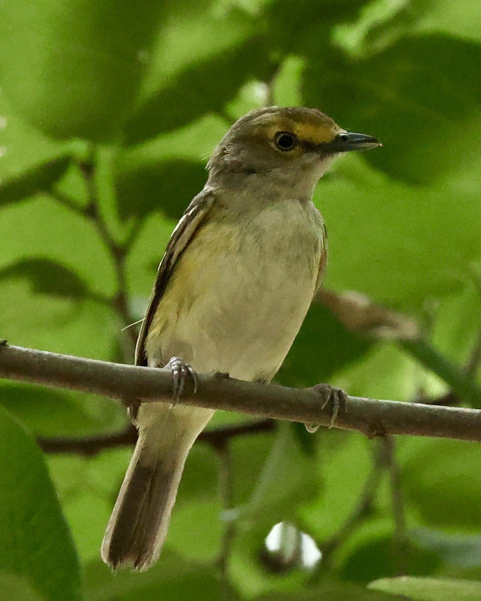 White-eyed Vireo - Leighton Wier