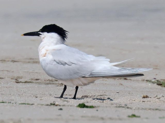 Sandwich Tern - Steve Walter