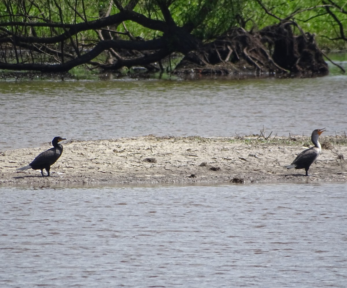 Double-crested Cormorant - Su Snyder