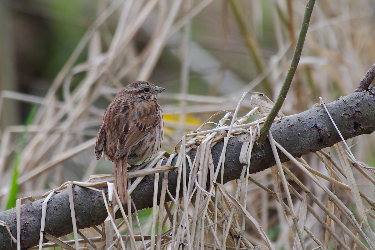 Song Sparrow - Rick Beaudon