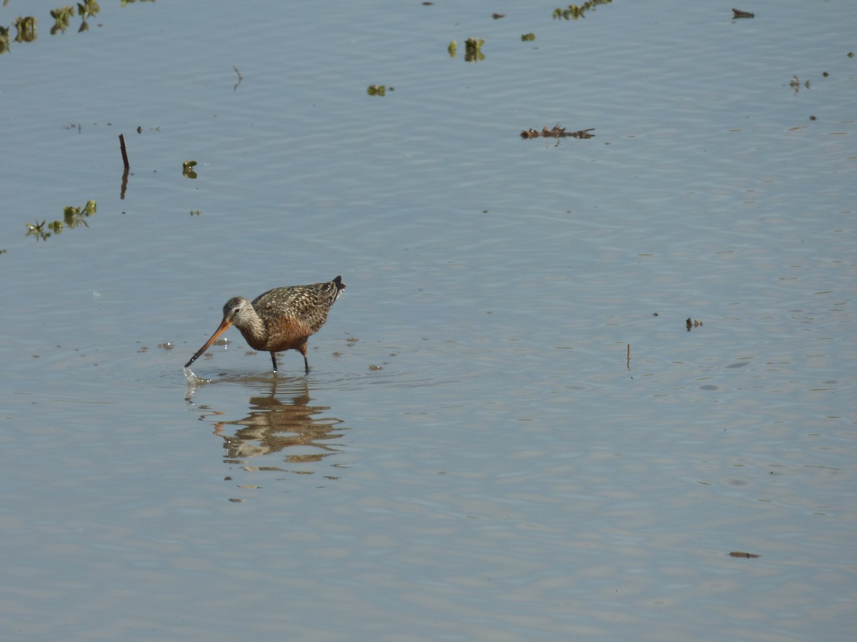 Hudsonian Godwit - Jen Malcom