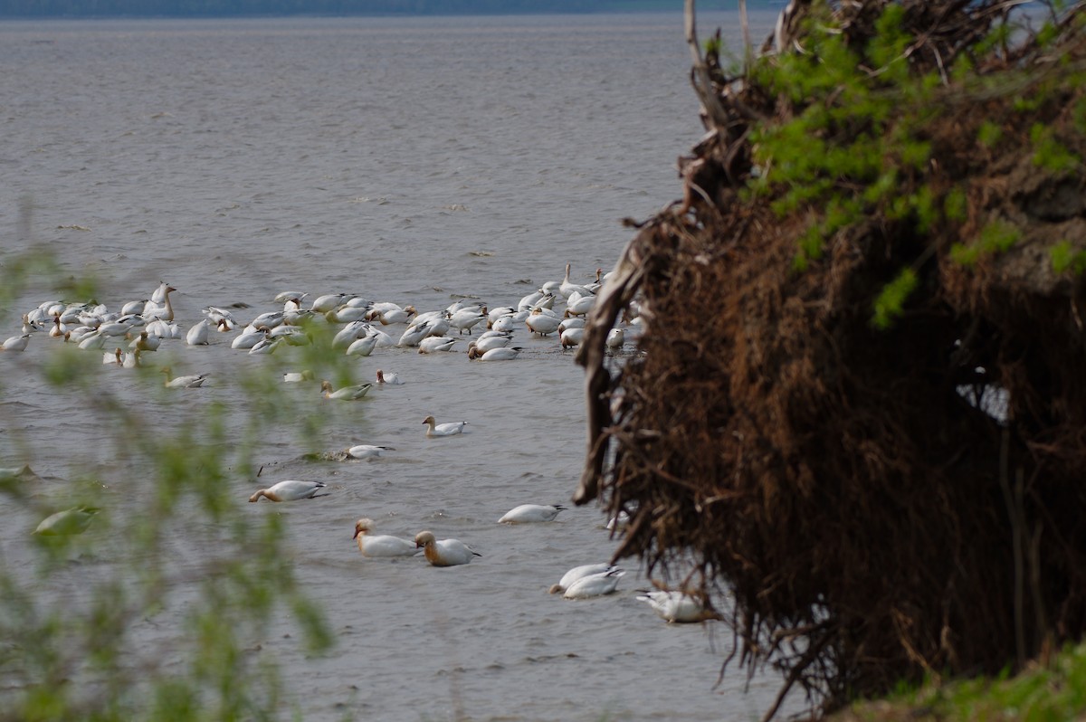 Snow Goose - Rick Beaudon