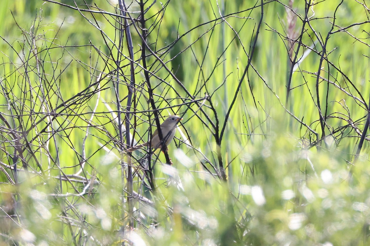 Wedge-tailed Grass-Finch - Hubert Stelmach