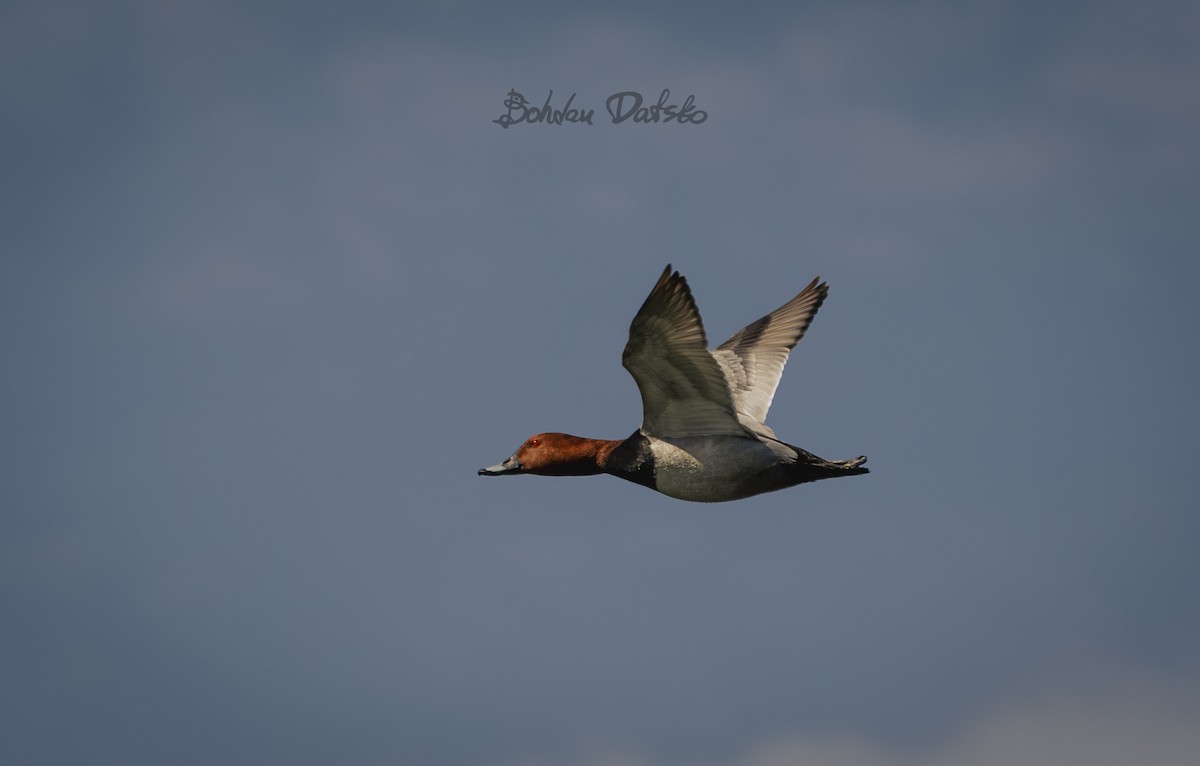 Common Pochard - ML619534311