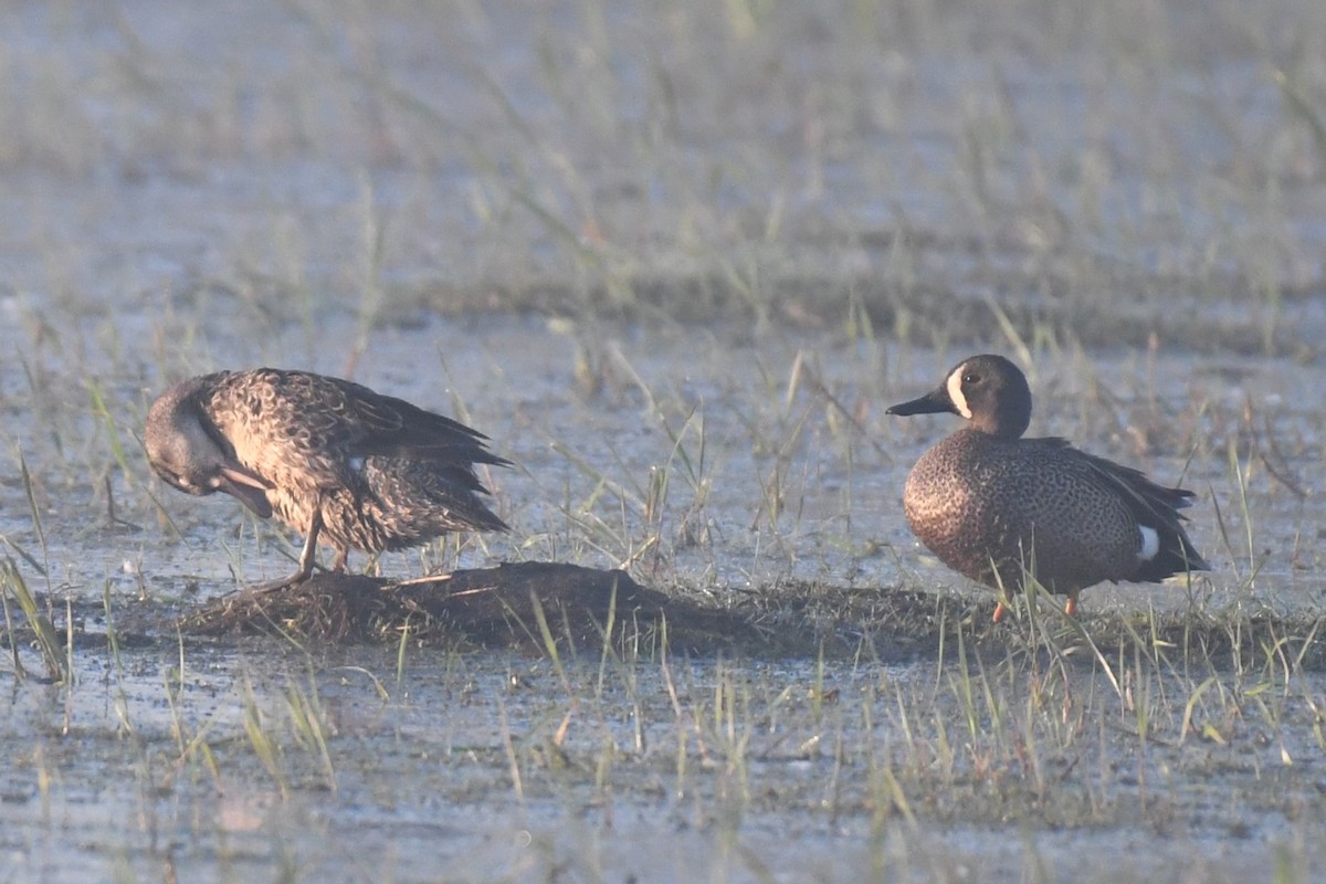 Blue-winged Teal - Bill Eisele