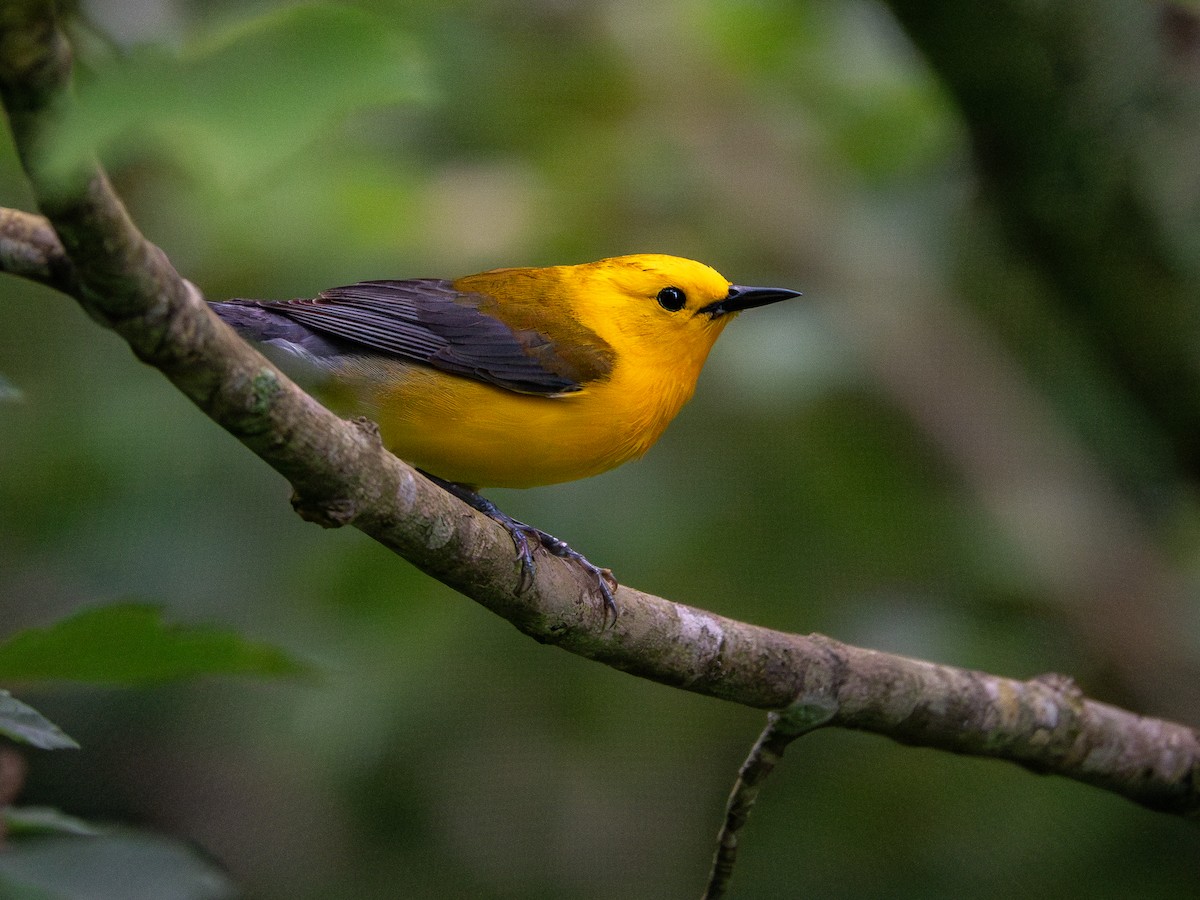 Prothonotary Warbler - Frances Raskin