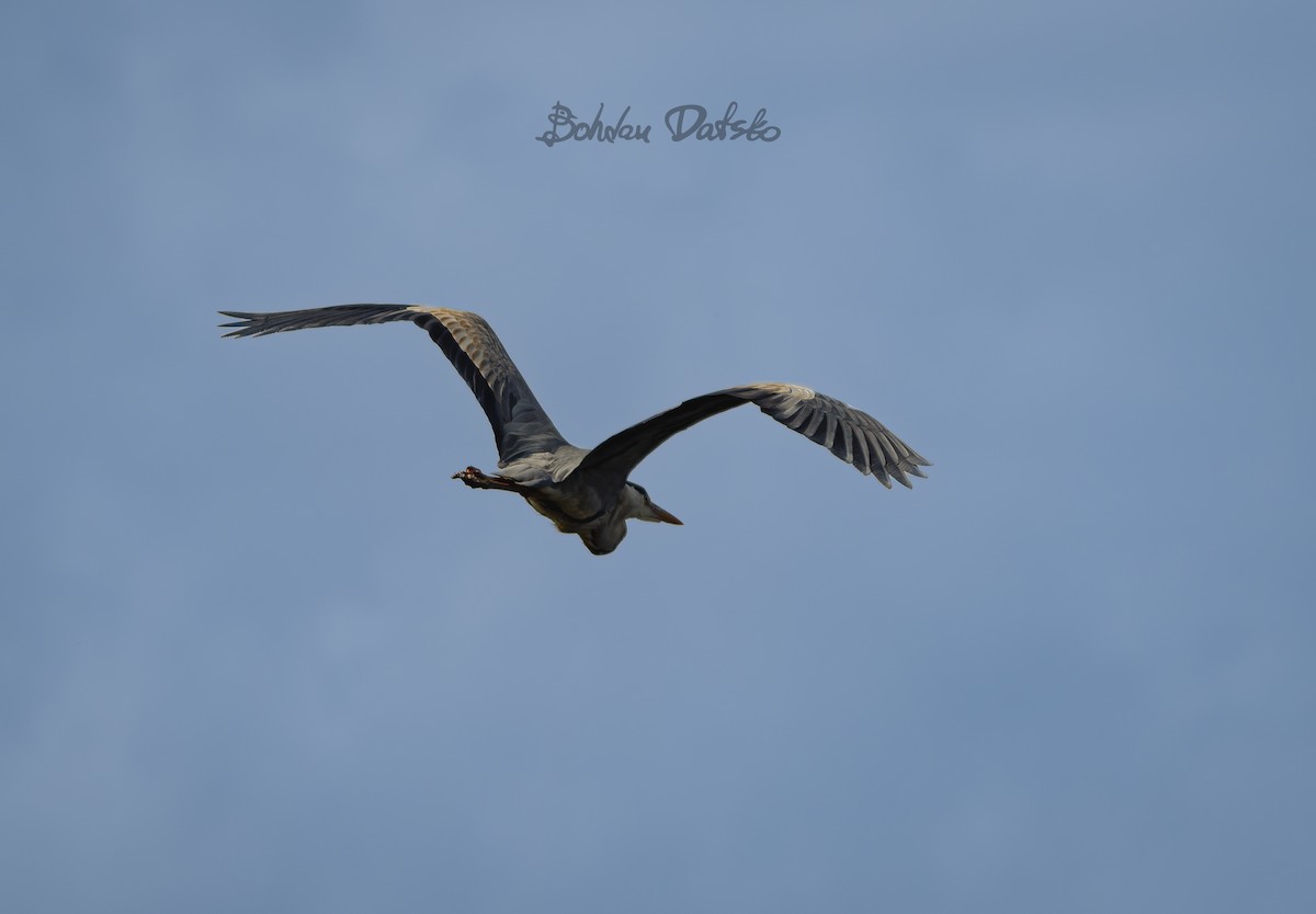 Gray Heron - Bohdan Datsko