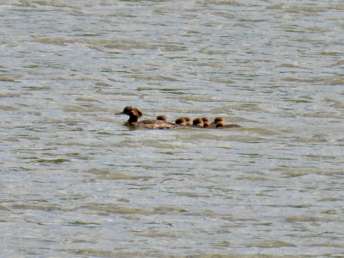 Hooded Merganser - ML619534317