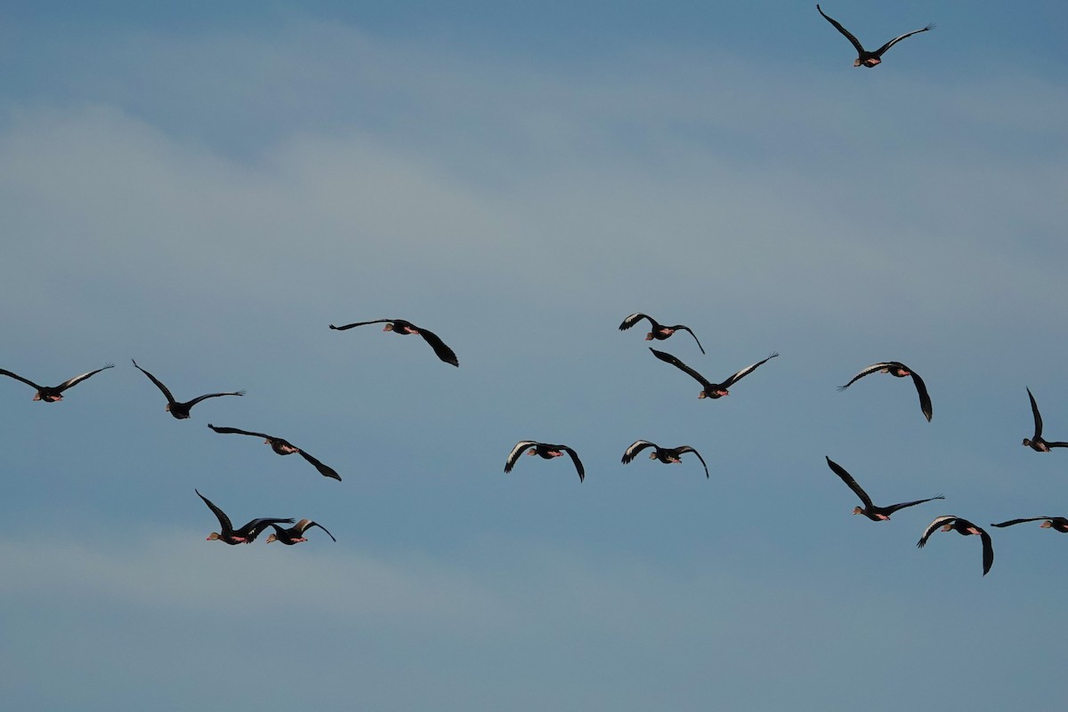 Black-bellied Whistling-Duck - Michon Floreani