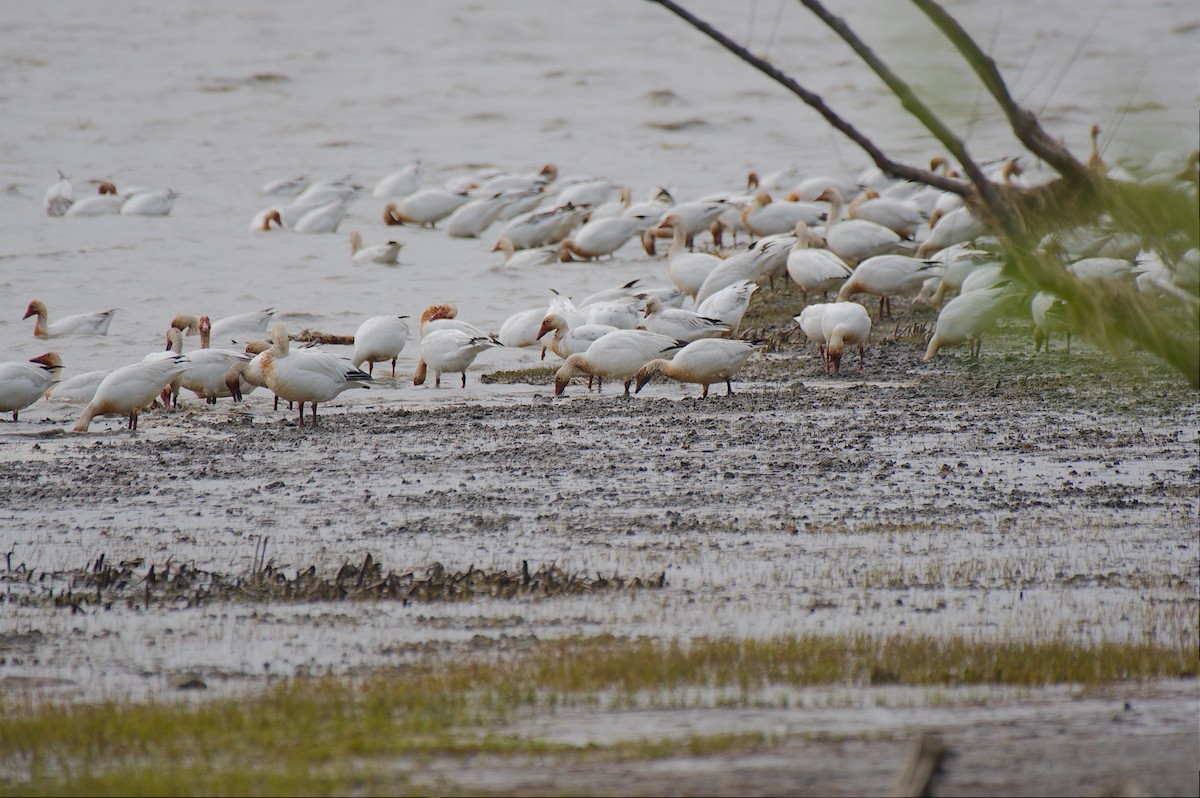 Snow Goose - Rick Beaudon