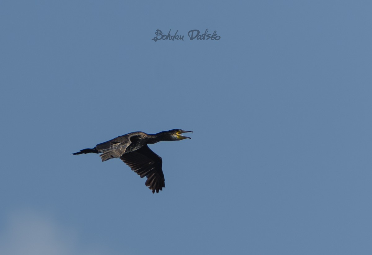 Great Cormorant - Bohdan Datsko