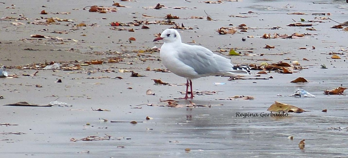 Brown-hooded Gull - regina gerbaldo