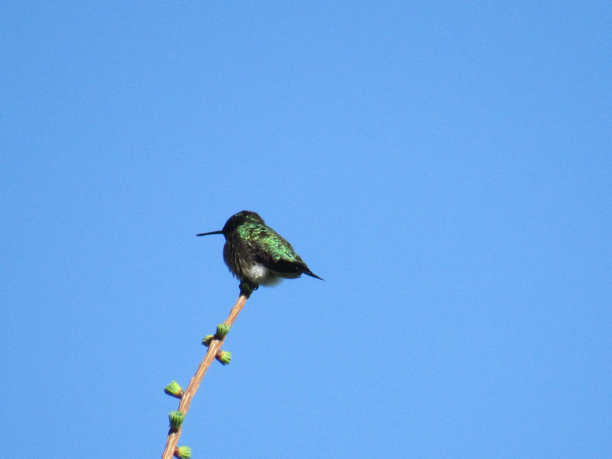 Ruby-throated Hummingbird - Marina Bourque