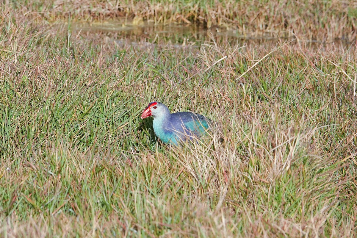 Gray-headed Swamphen - Michon Floreani