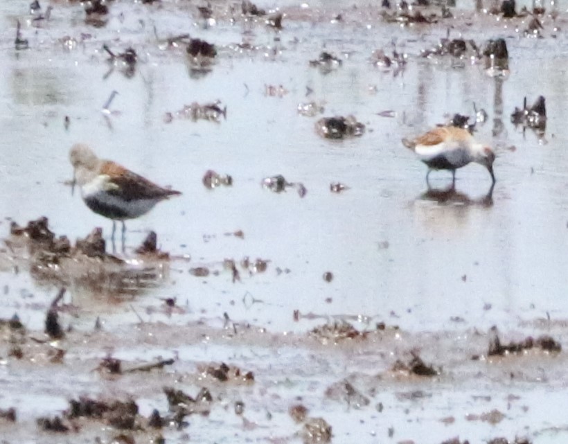 Dunlin - Kathy Isaacs