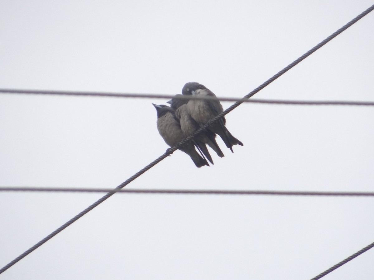 Ashy Woodswallow - Gopi anan