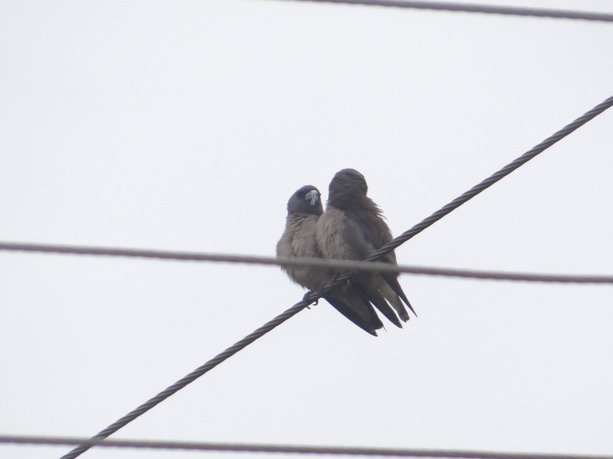 Ashy Woodswallow - Gopi anan