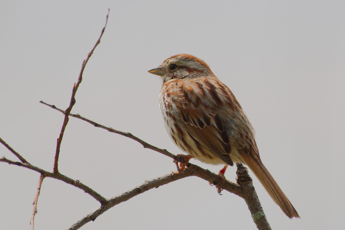 Song Sparrow - Rick Beaudon