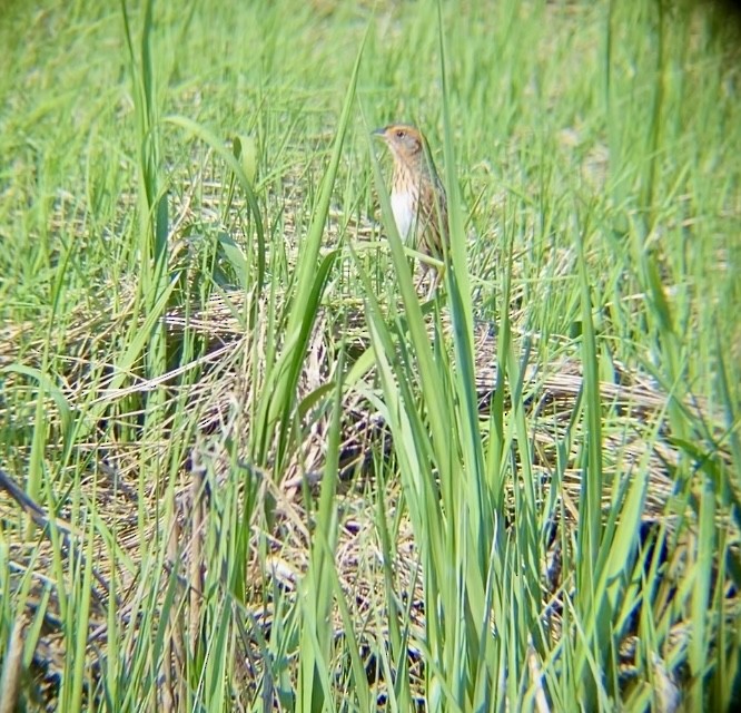 Saltmarsh Sparrow - John Milauskas