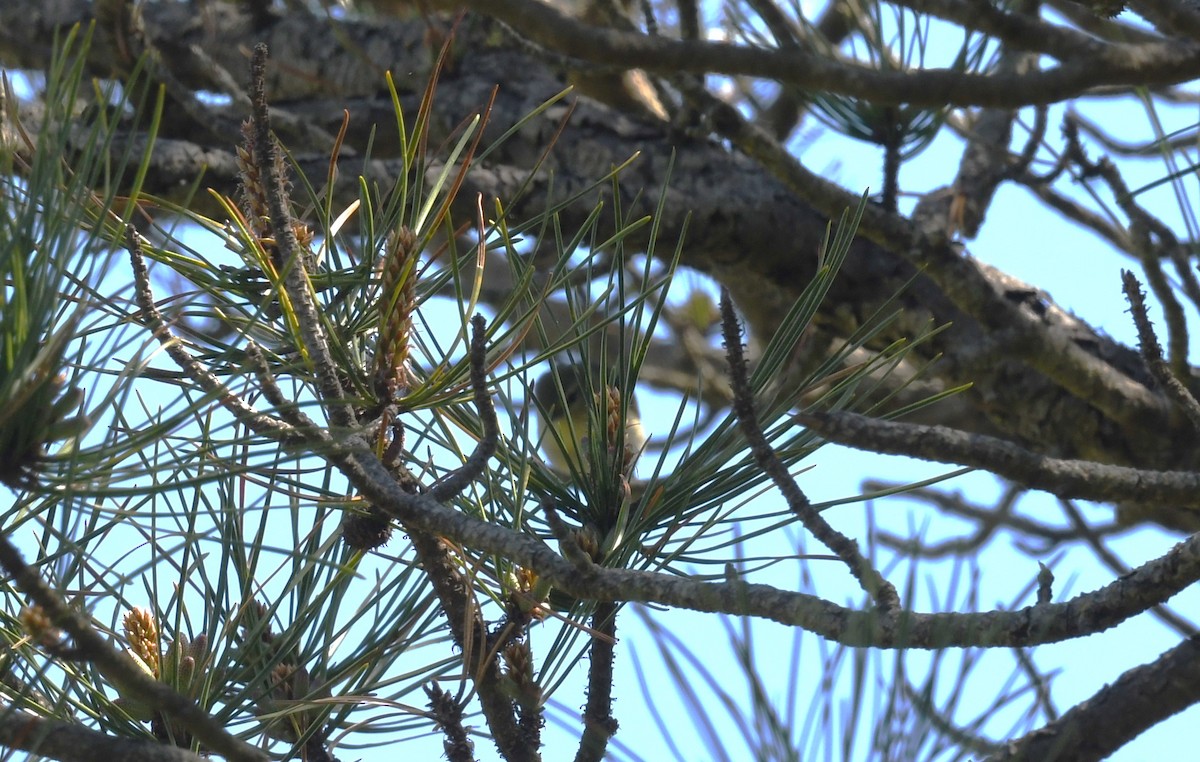 Philadelphia Vireo - Ted Bradford